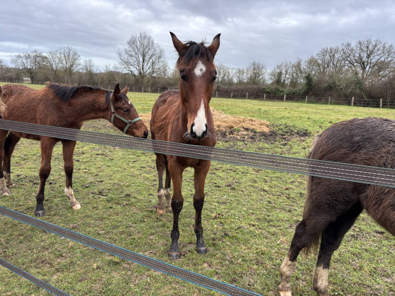 Colt Selle Fran&ccedil;ais For sale 2025 Bay