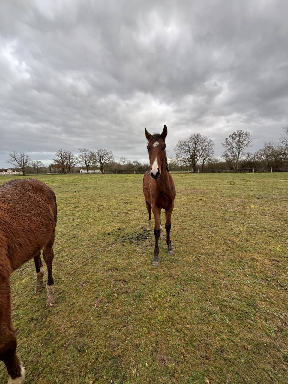 Colt Selle Fran&ccedil;ais For sale 2025 Bay