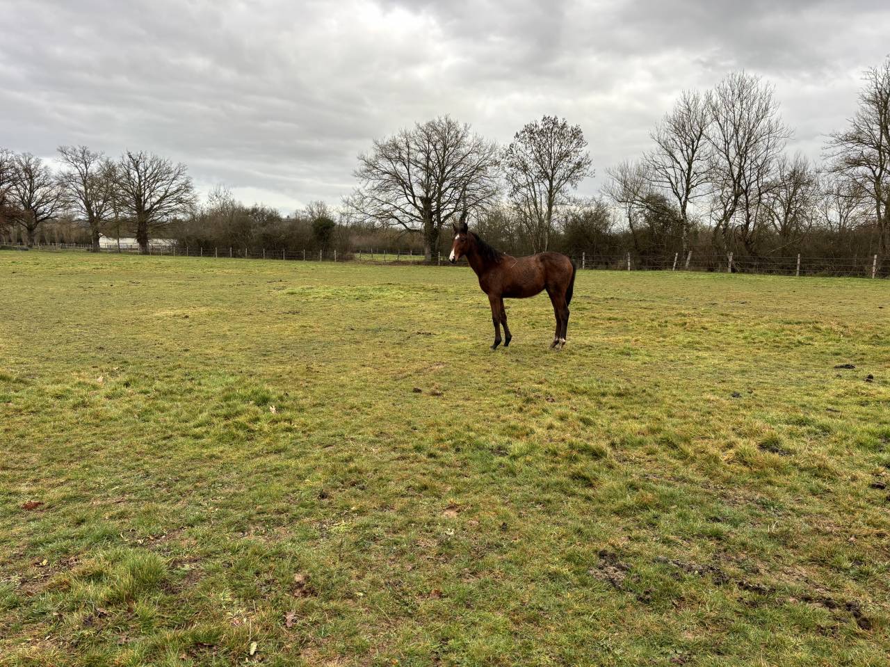 Colt Selle Fran&ccedil;ais For sale 2025 Bay