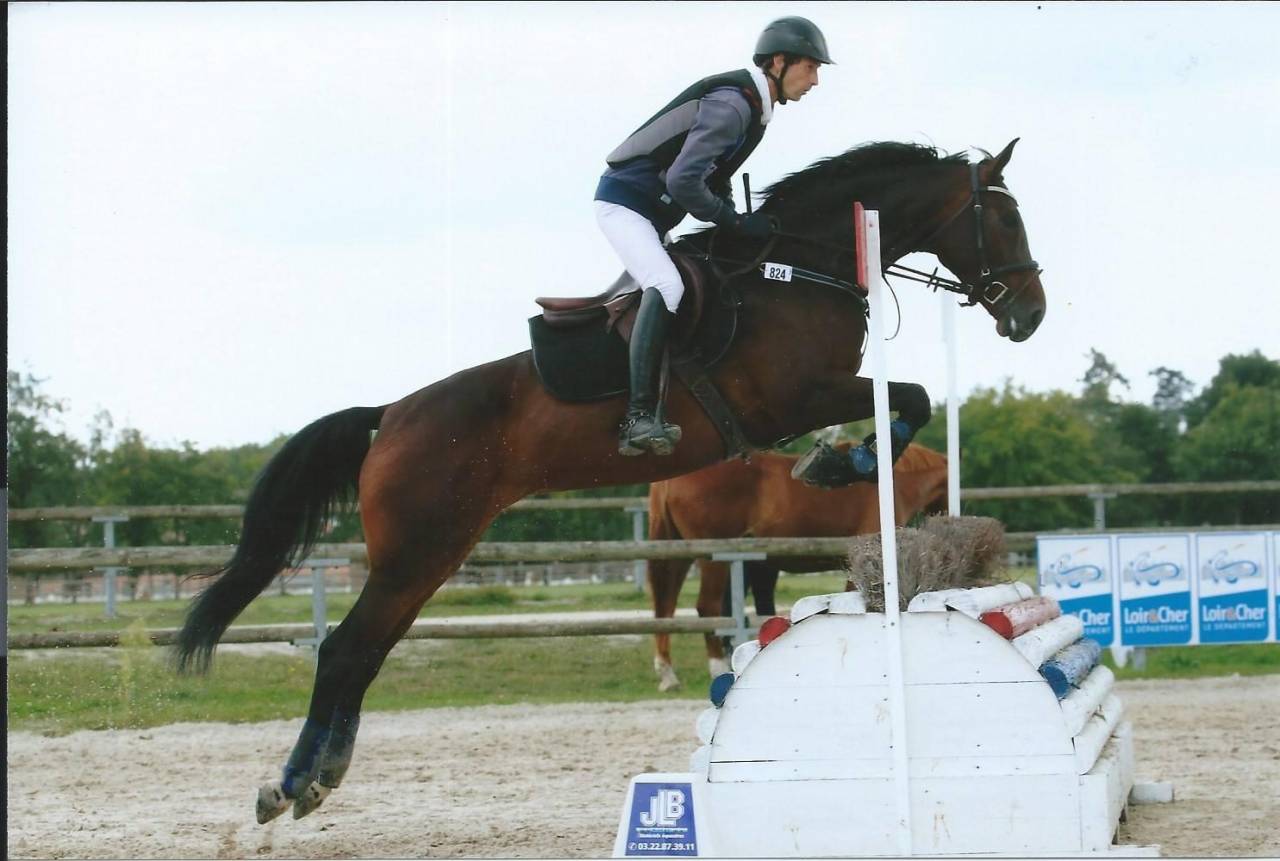 Colt Selle Fran&ccedil;ais For sale 2025 Bay