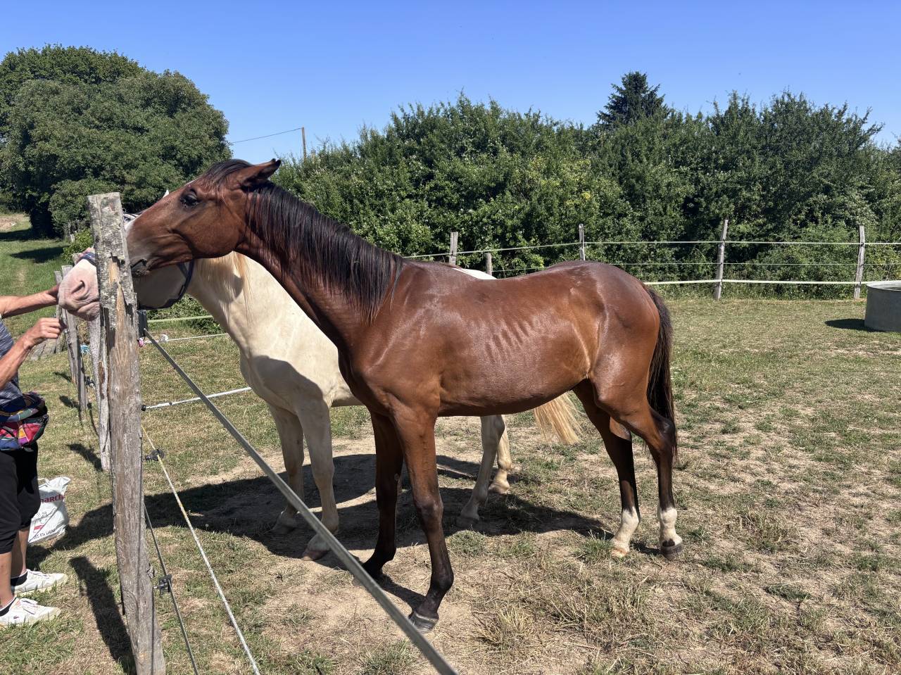 Colt Selle Fran&ccedil;ais For sale 2025 Bay