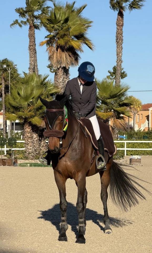 Mare Selle Fran&ccedil;ais For sale 2018 Dark Bay