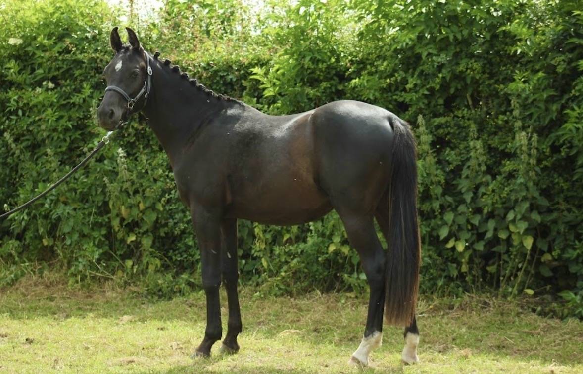 Entire Other Pony Breed For sale 2023 Black