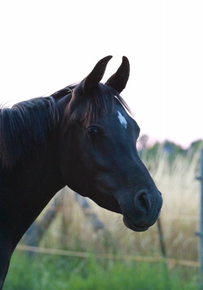 Entire Other Pony Breed For sale 2023 Black