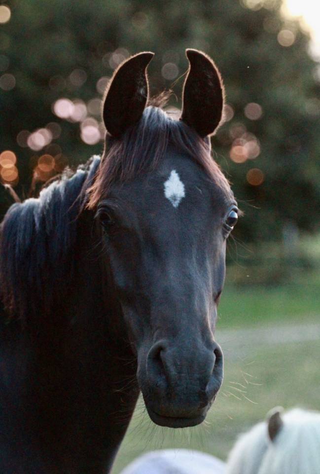 Entire Other Pony Breed For sale 2023 Black