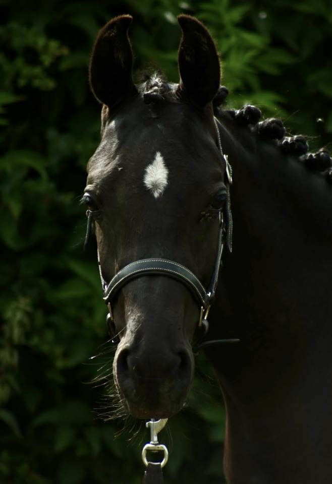 Entire Other Pony Breed For sale 2023 Black