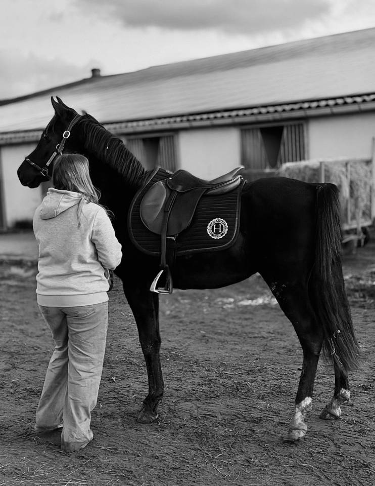 Entire Other Pony Breed For sale 2023 Black