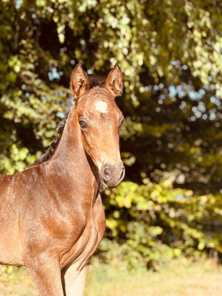 Colt New Forest For sale 2025 Buckskin