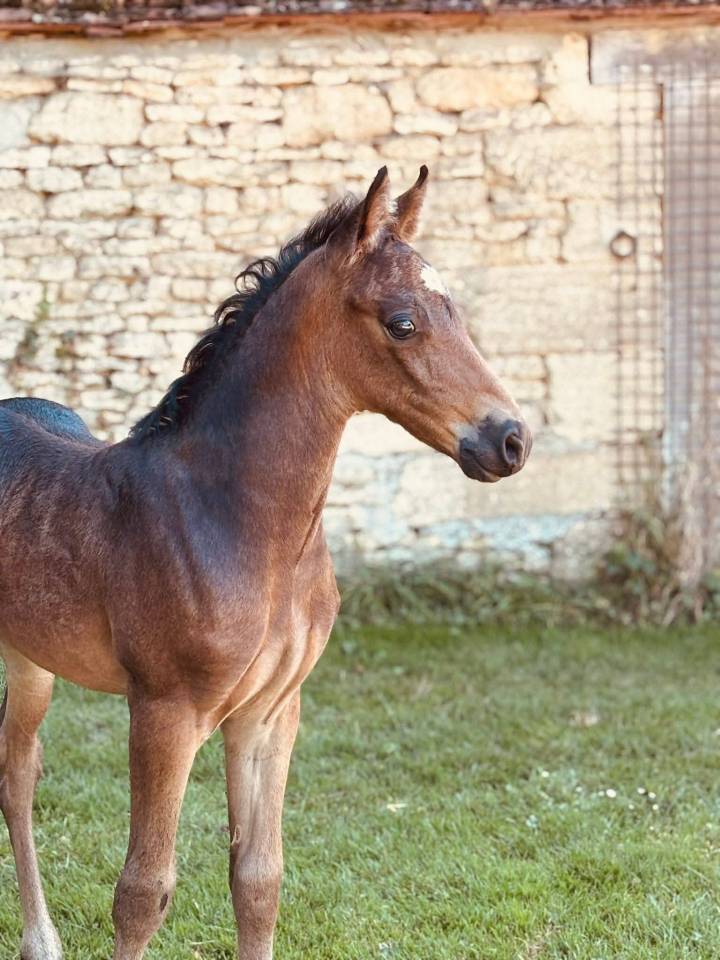 Colt New Forest For sale 2025 Buckskin