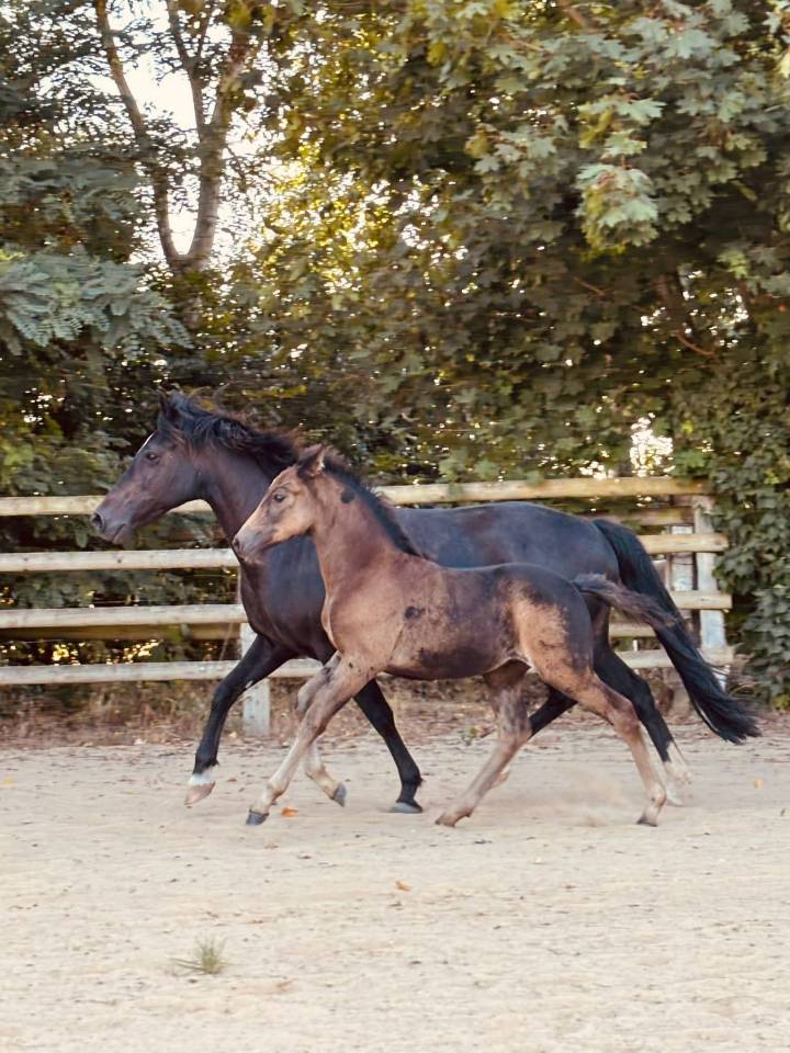 Colt New Forest For sale 2025 Buckskin