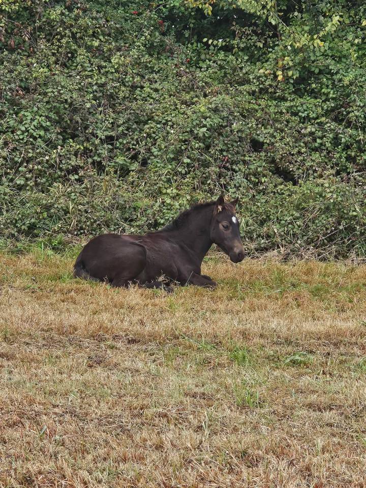 Colt New Forest For sale 2025 Buckskin