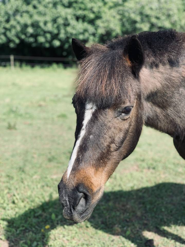 Mare No Origin Recorded Free 1998 Dark Bay