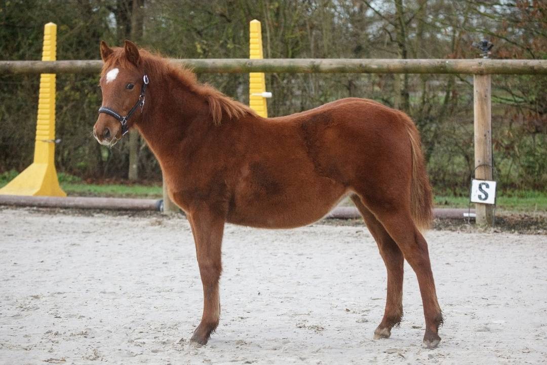 Mare New Forest For sale 2025 Chesnut