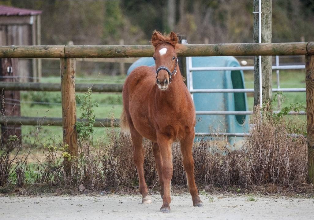 Mare New Forest For sale 2025 Chesnut