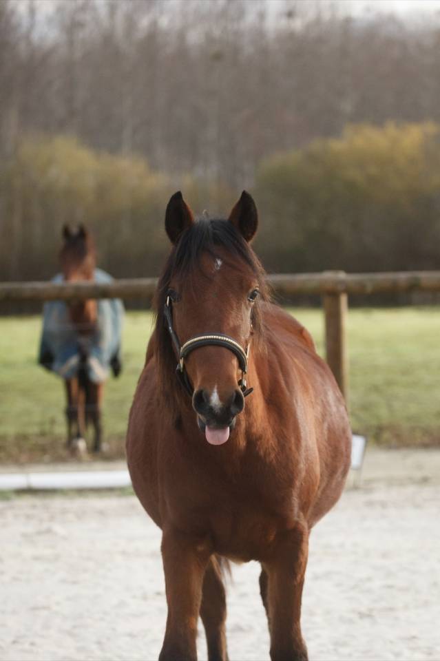 Mare New Forest For sale 2024 Bay