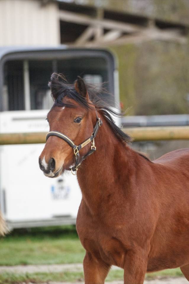 Mare New Forest For sale 2024 Bay