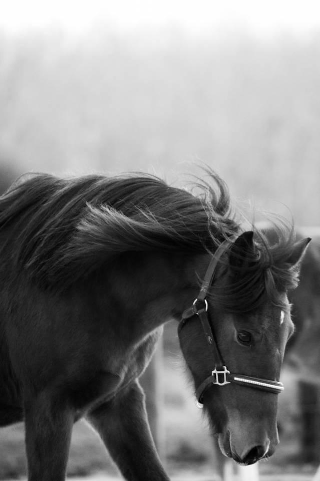 Mare New Forest For sale 2024 Bay