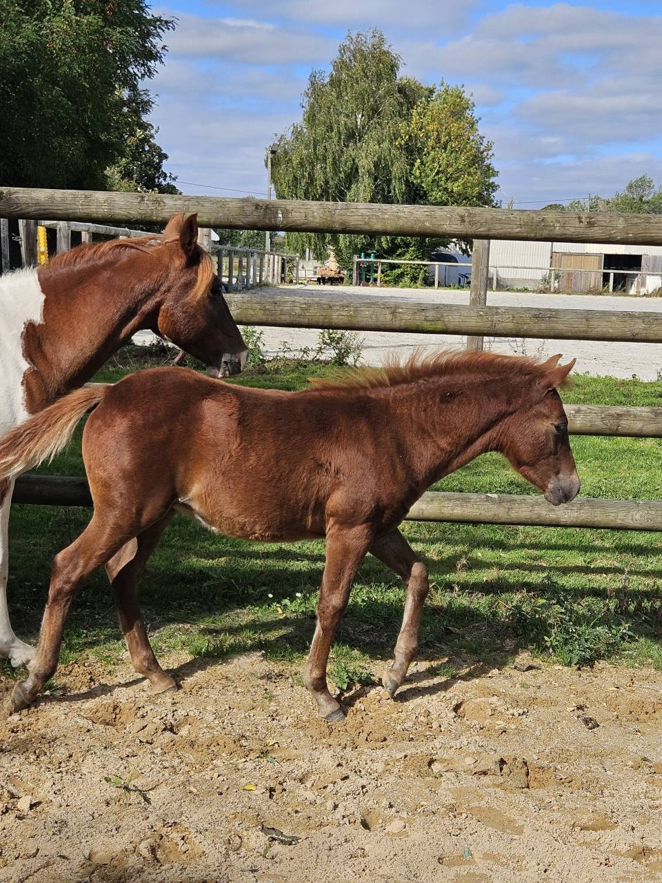 Filly New Forest For sale 2025 Chesnut
