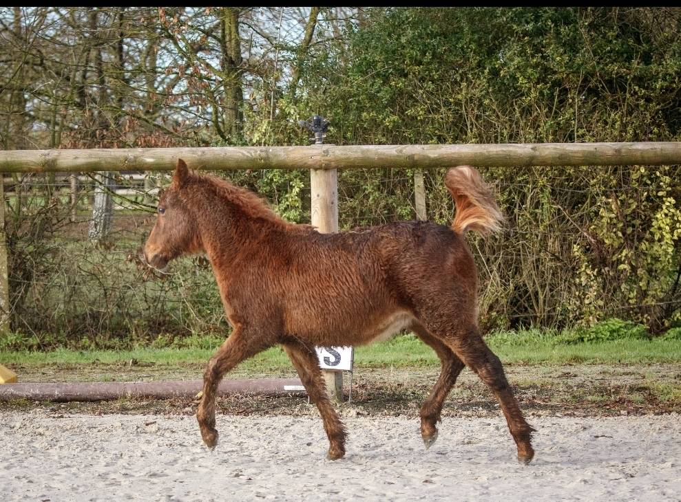 Filly New Forest For sale 2025 Chesnut