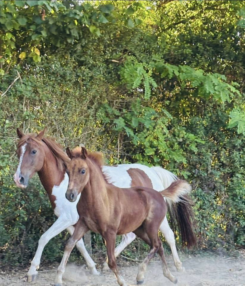 Filly New Forest For sale 2025 Chesnut