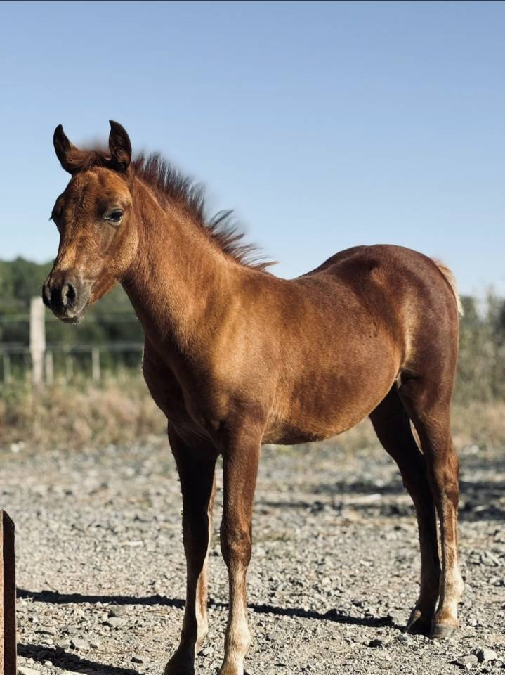 Filly New Forest For sale 2025 Chesnut