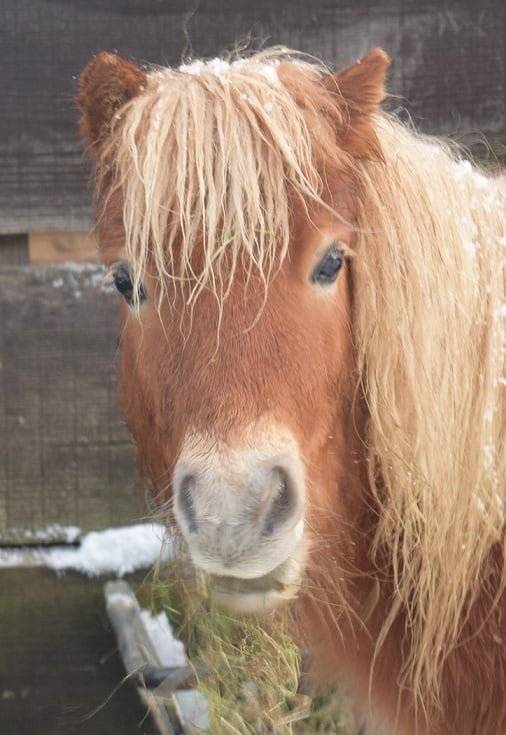Gelding Shetland Pony For sale 2024 Chesnut