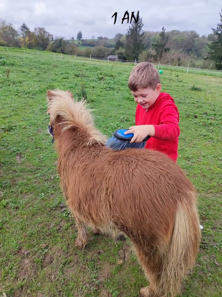 Gelding Shetland Pony For sale 2024 Chesnut