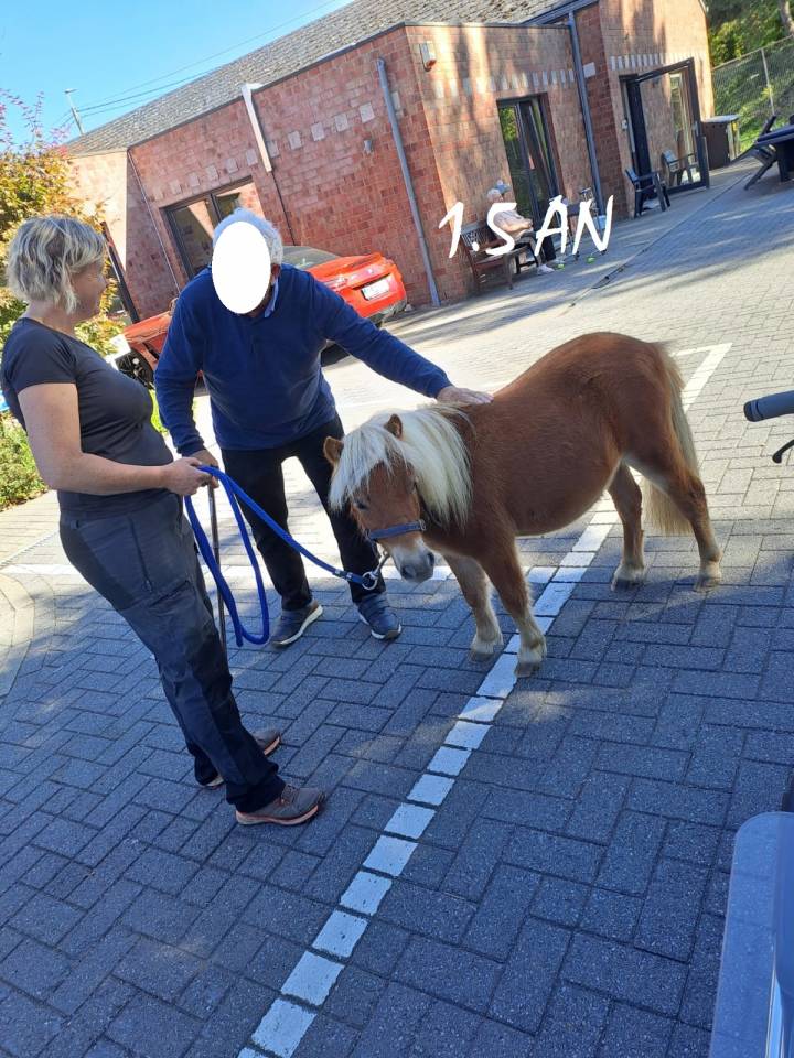 Gelding Shetland Pony For sale 2024 Chesnut