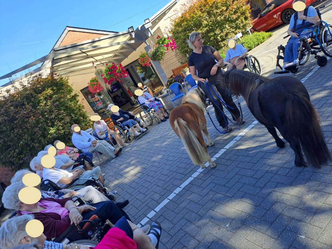 Gelding Shetland Pony For sale 2024 Chesnut