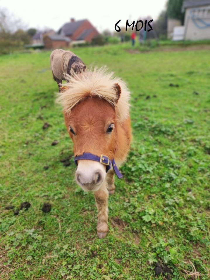 Gelding Shetland Pony For sale 2024 Chesnut