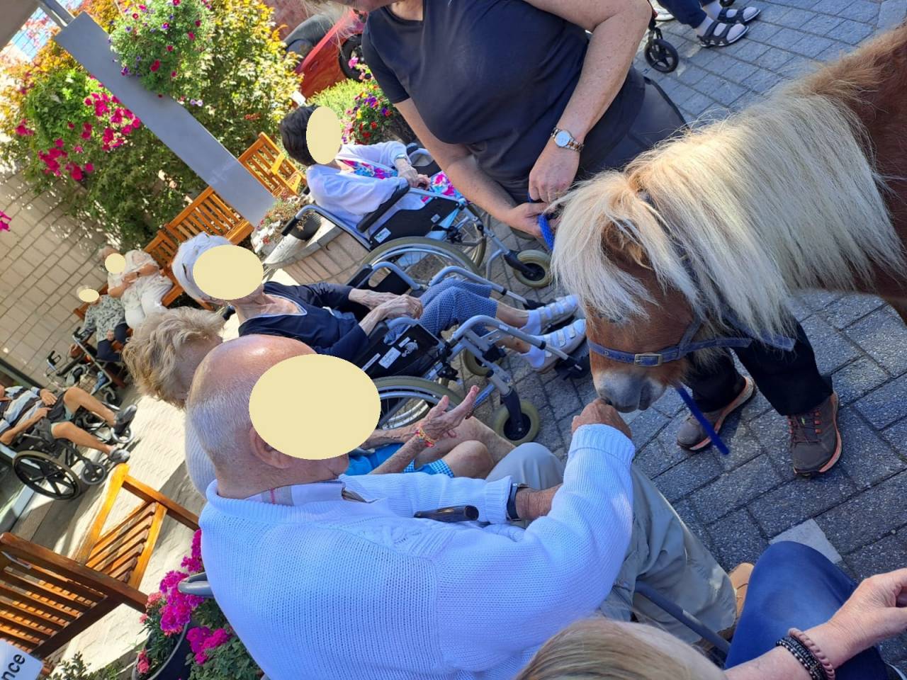 Gelding Shetland Pony For sale 2024 Chesnut