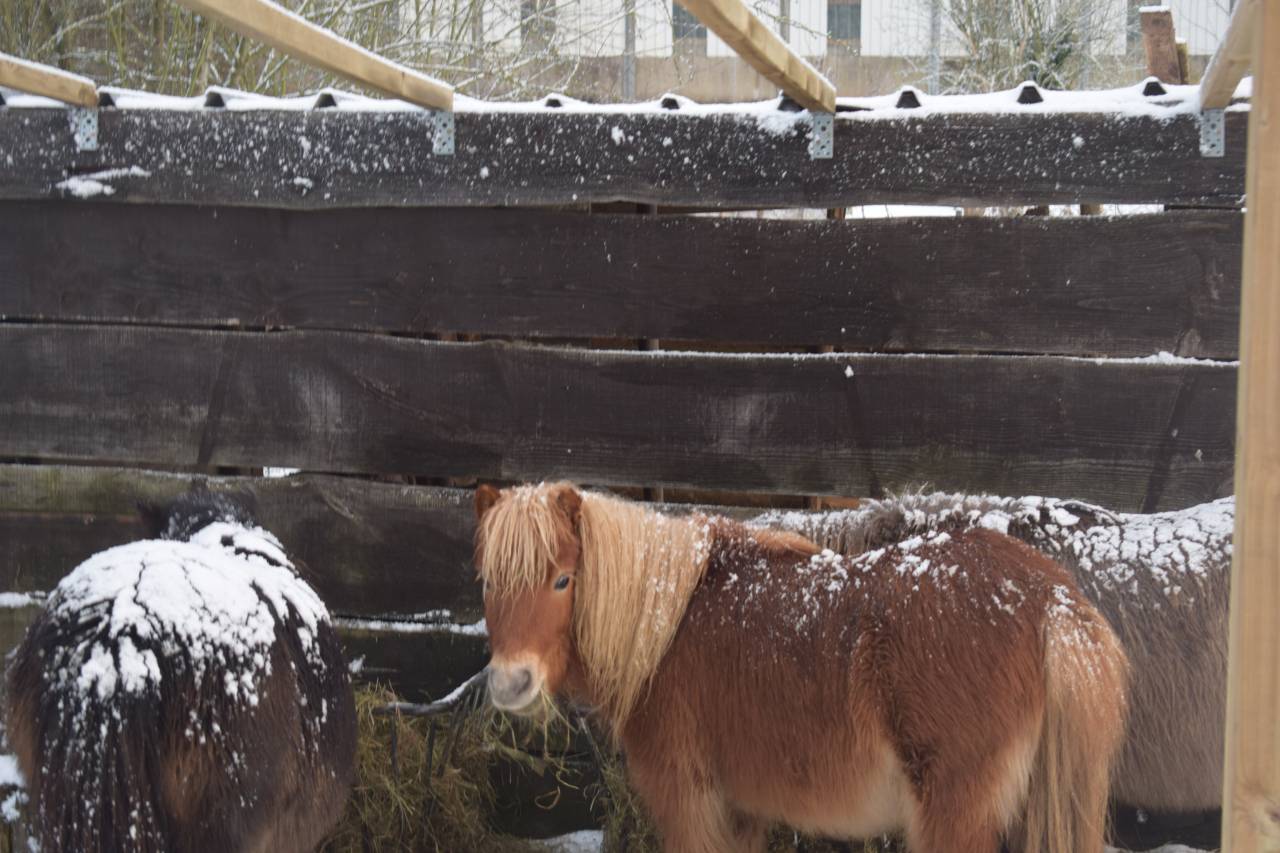 Gelding Shetland Pony For sale 2024 Chesnut