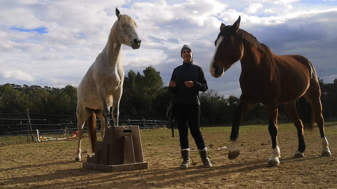 Mare No Origin Recorded Free 2014 Grey