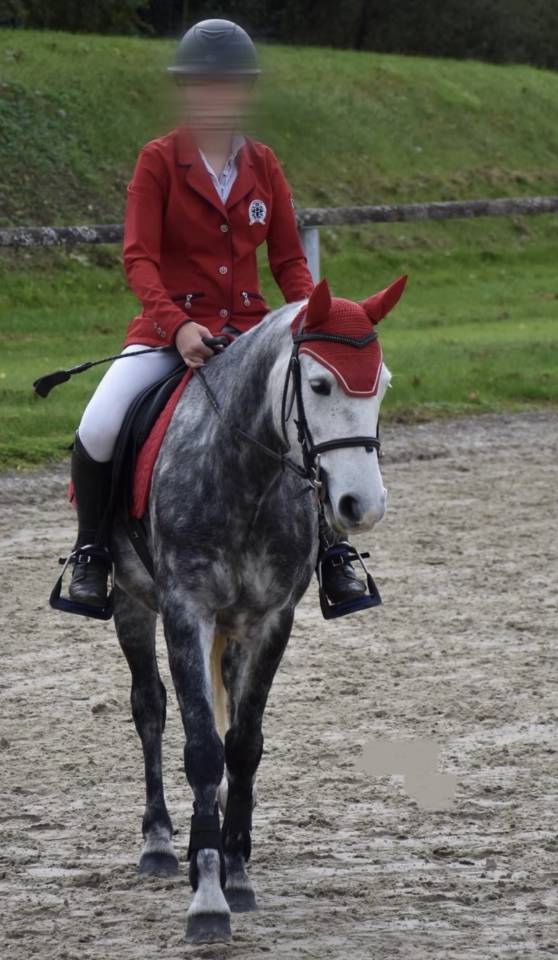 Gelding French Saddle Pony For sale 2019 Grey