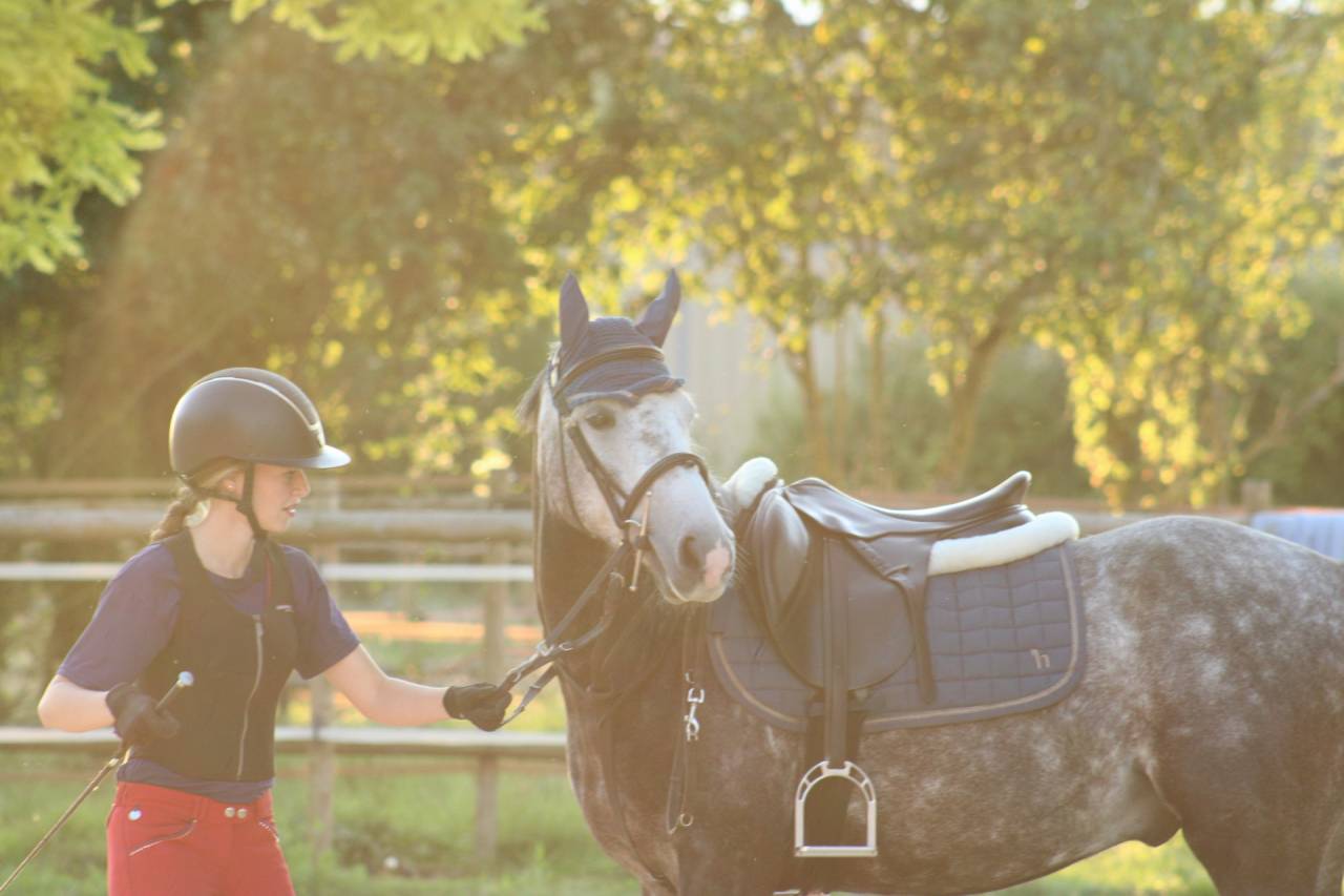 Gelding French Saddle Pony For sale 2019 Grey