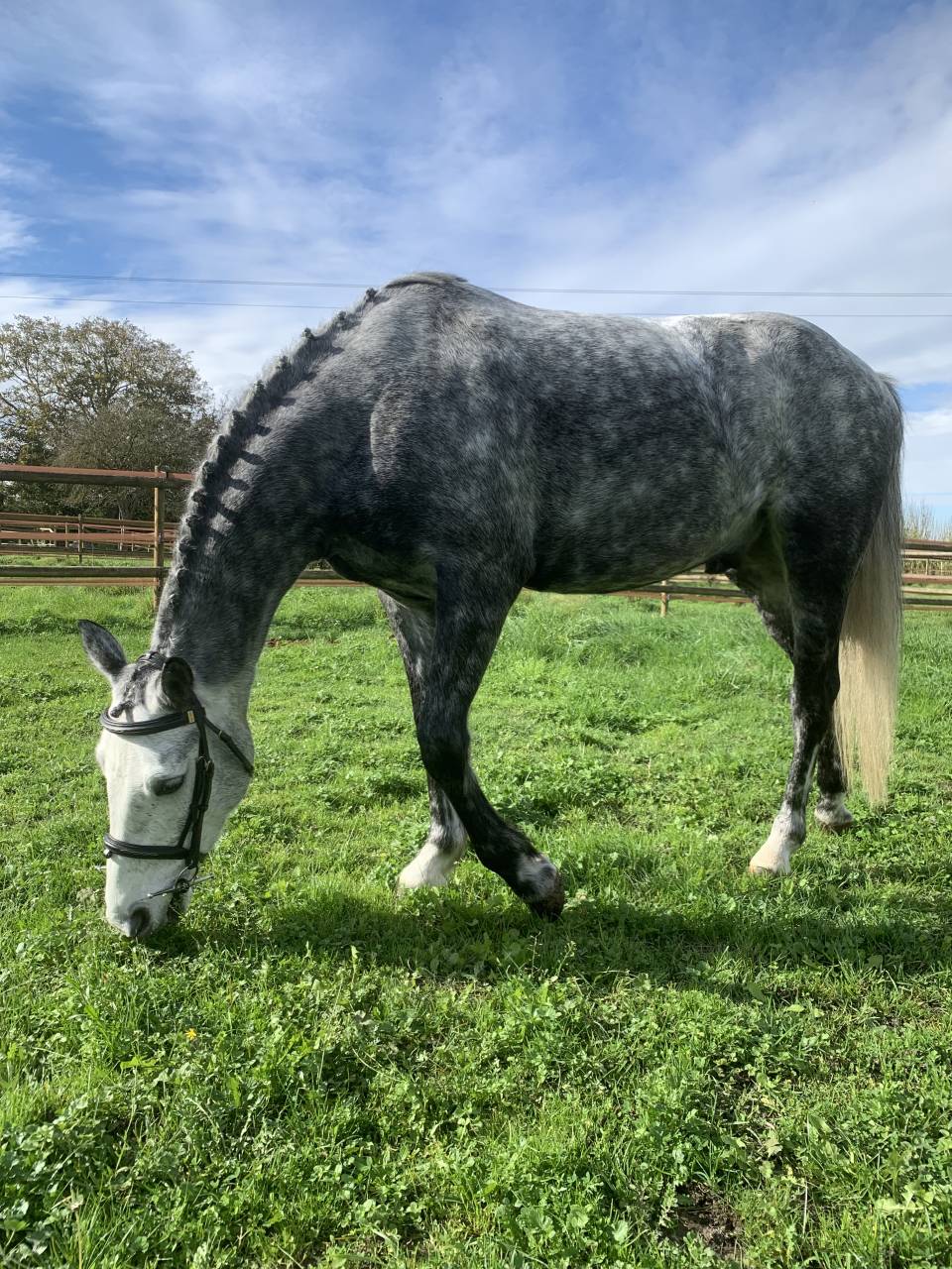 Gelding French Saddle Pony For sale 2019 Grey