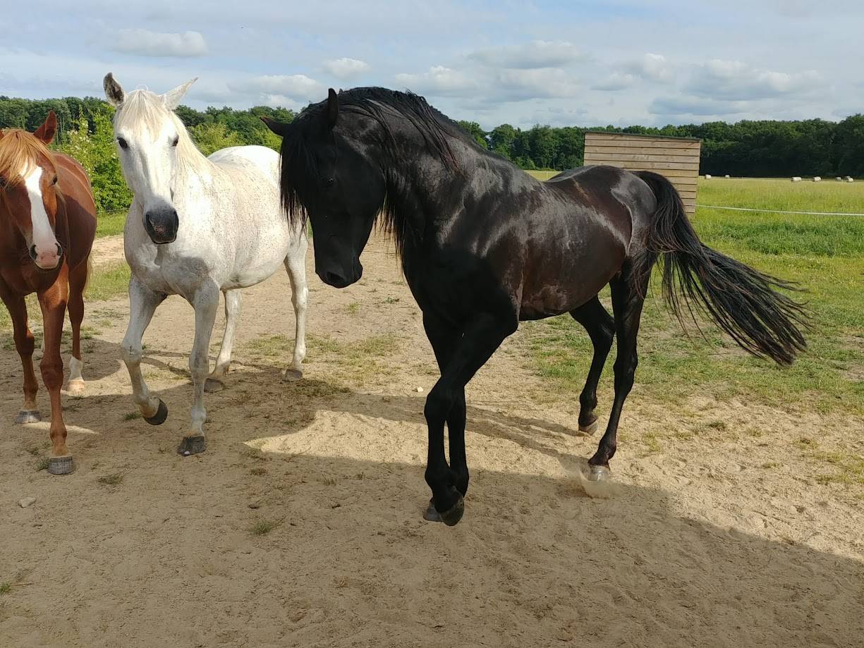 Colt Arabian For sale 2025 Grey