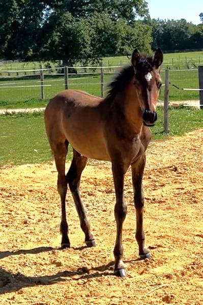 Colt Arabian For sale 2025 Grey