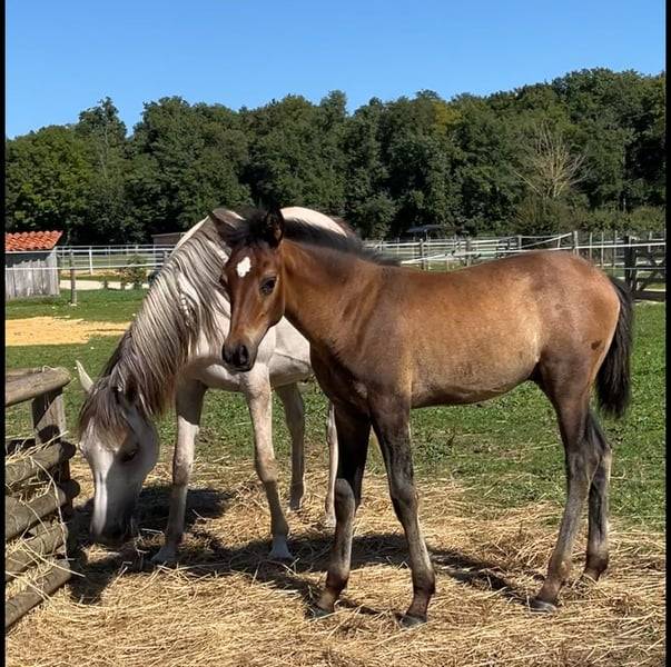 Colt Arabian For sale 2025 Grey