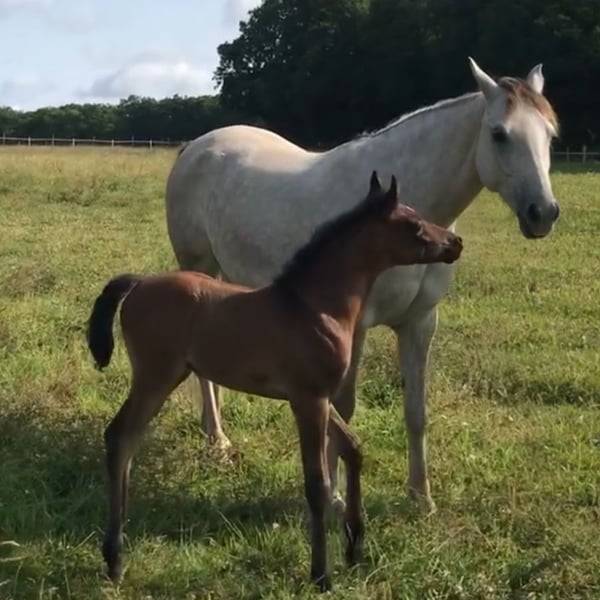 Colt Arabian For sale 2025 Grey