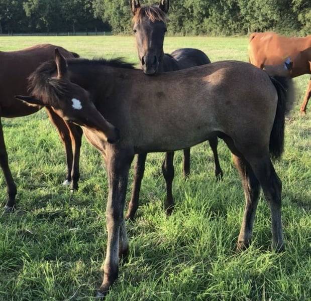 Colt Arabian For sale 2025 Grey