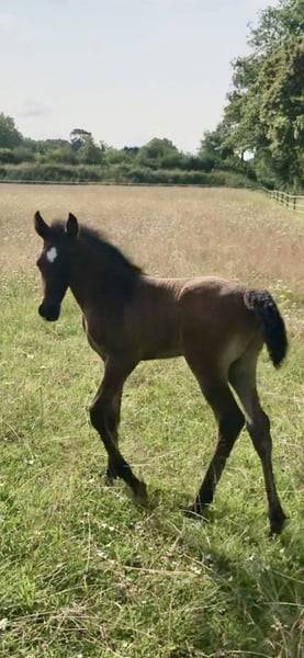 Colt Arabian For sale 2025 Grey