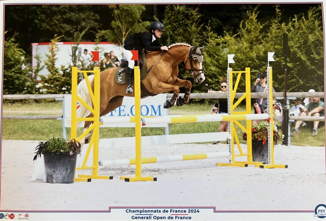 Mare French Saddle Pony For sale 2015 Palomino