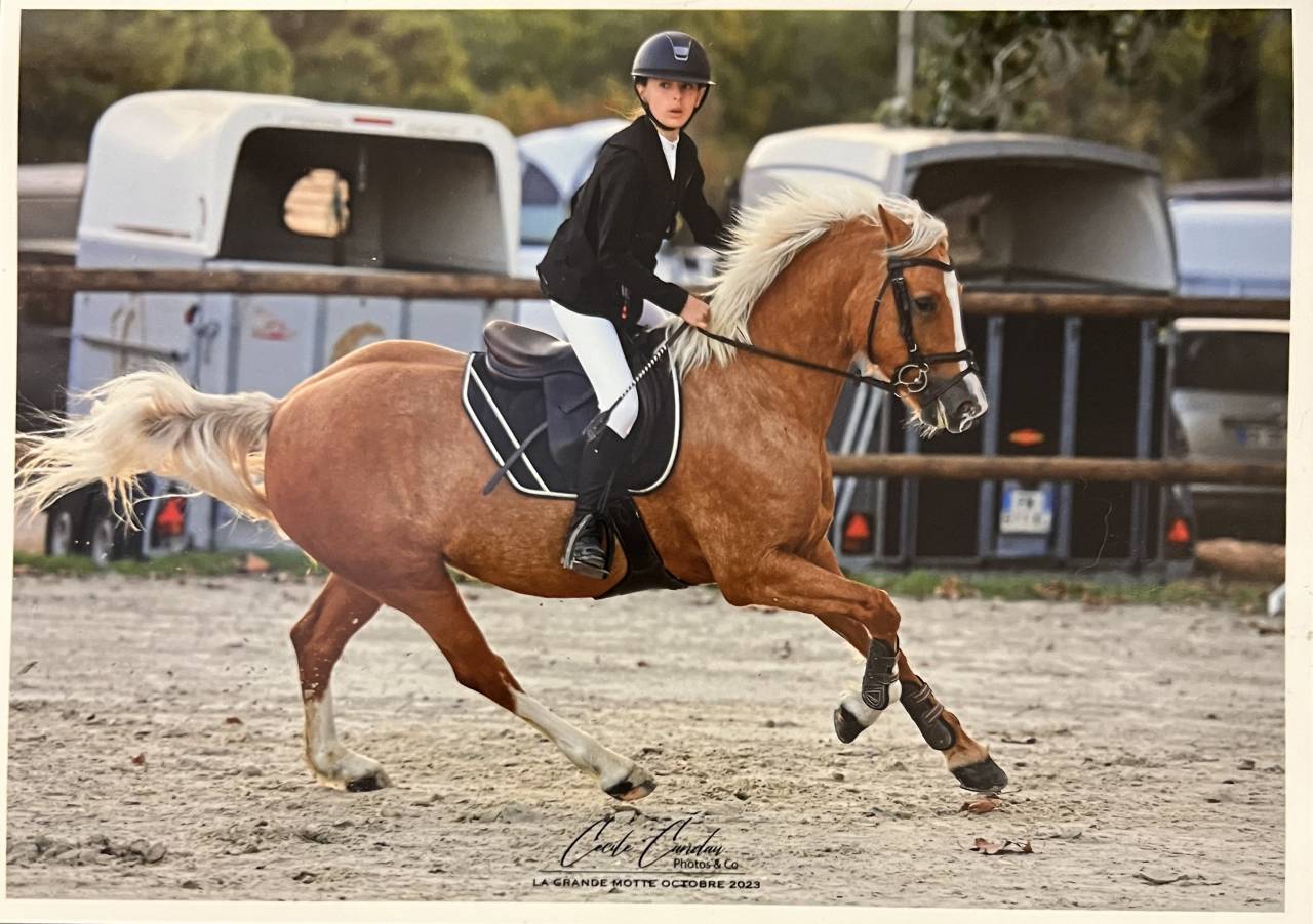 Mare French Saddle Pony For sale 2015 Palomino