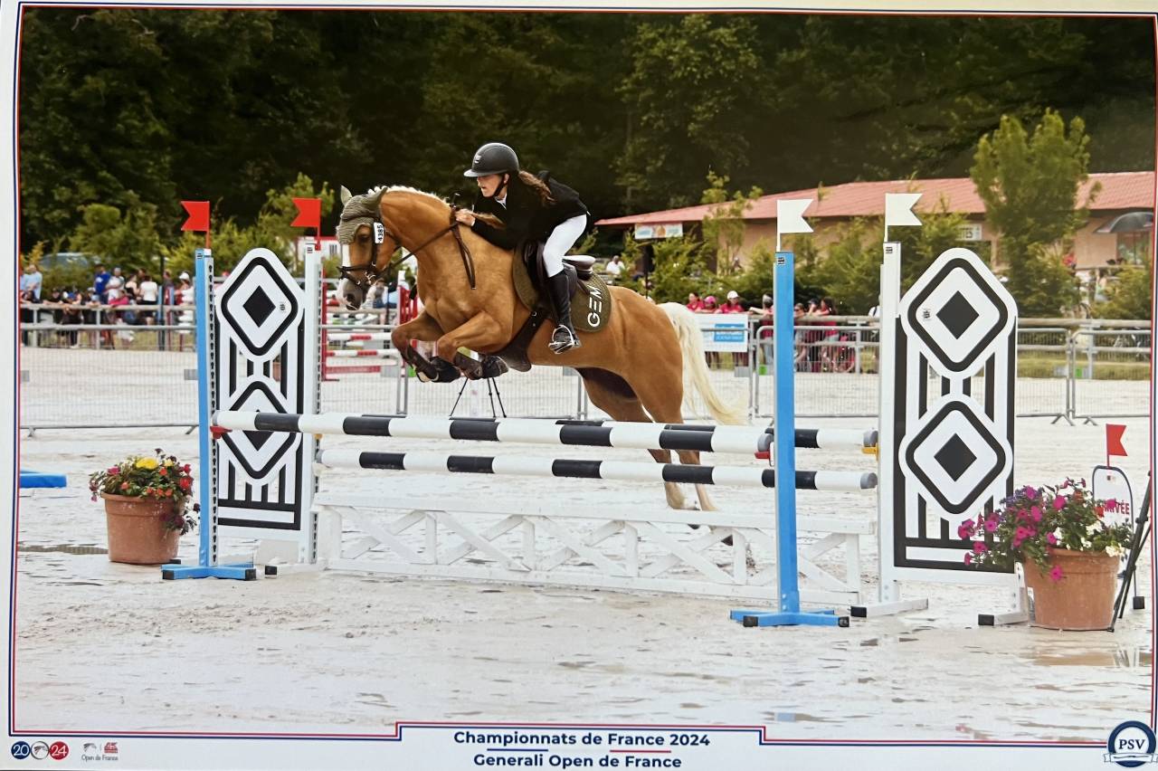 Mare French Saddle Pony For sale 2015 Palomino