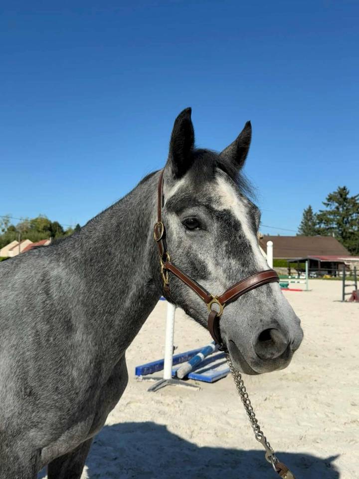 Gelding Connemara For sale 2022 Grey