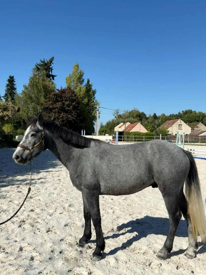 Gelding Connemara For sale 2022 Grey