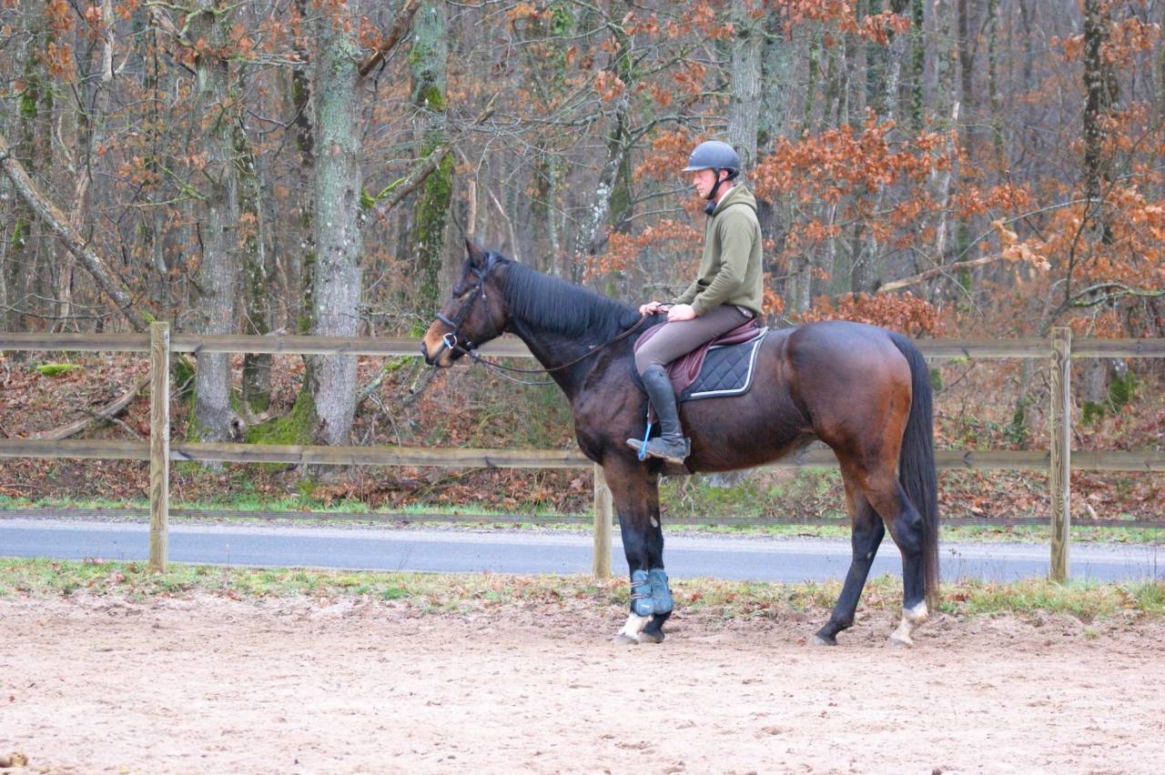 Gelding Thoroughbred For sale 2020 Bay