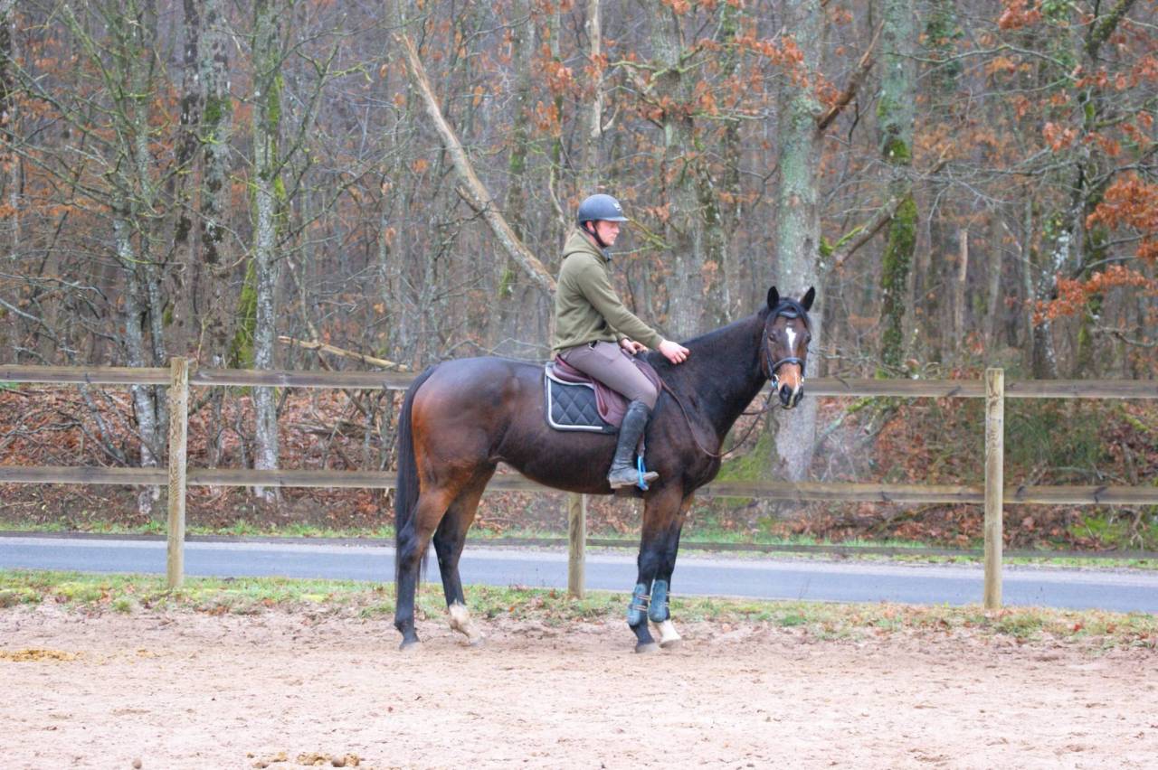 Gelding Thoroughbred For sale 2020 Bay