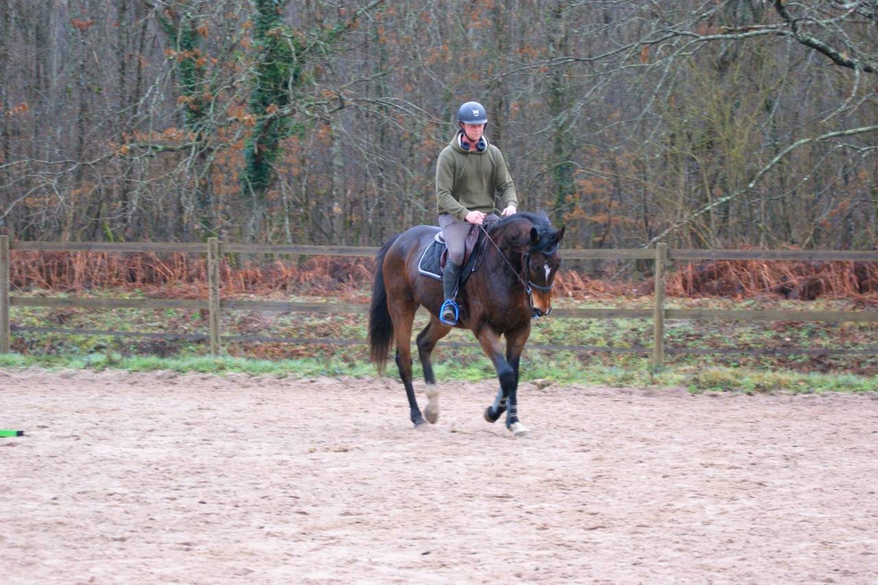 Gelding Thoroughbred For sale 2020 Bay